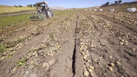 Potato-field.-Potato-harvest-in-the-field.